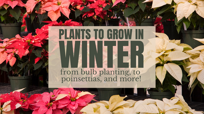 Plants to Grow in your Raised Garden Bed in Winter