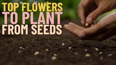 Top Flowers To Plant From Seeds