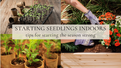 Starting Seedlings Indoors