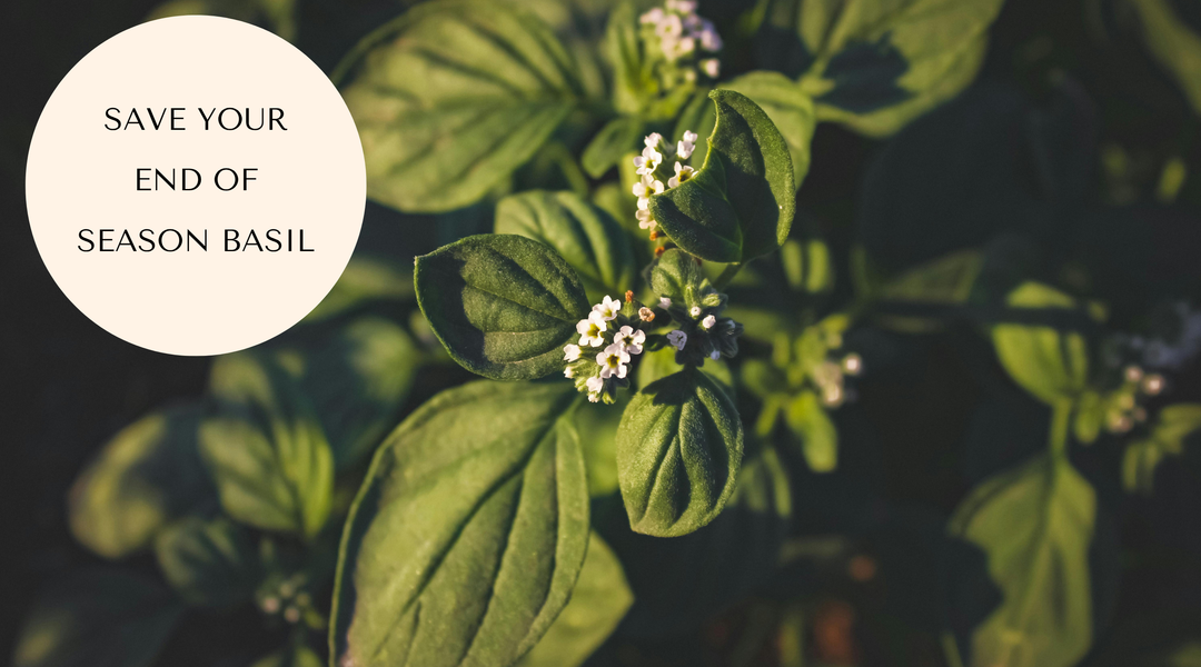What to Do with Too Much Basil at Season's End?