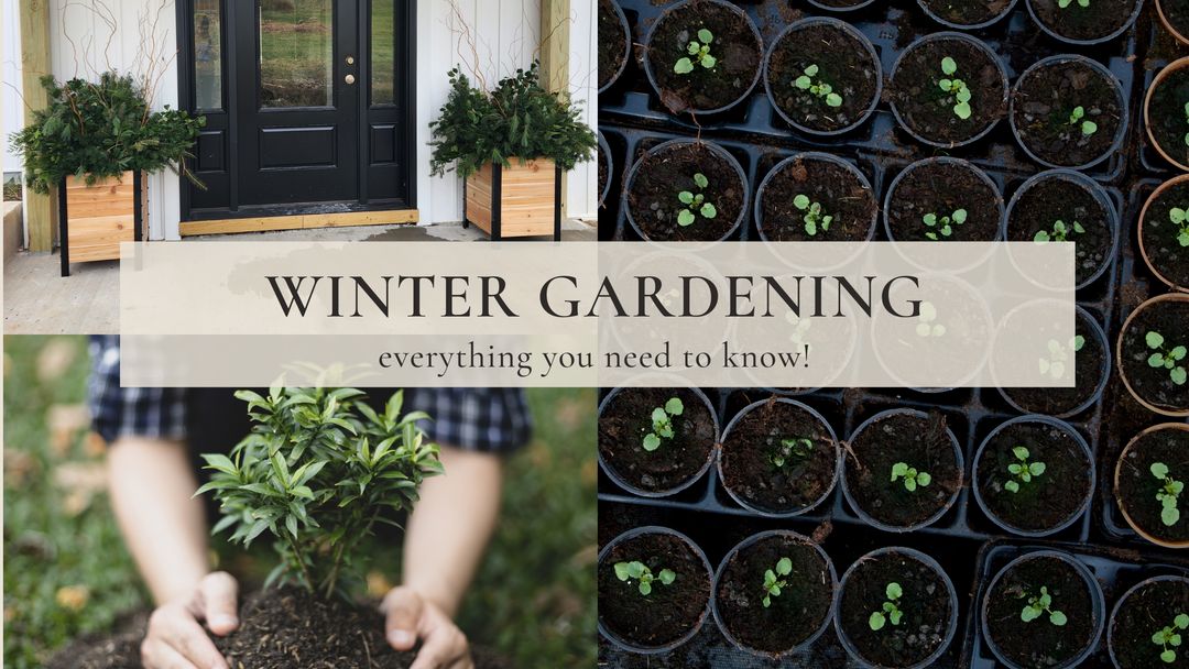 Winter Gardening: Everything You Need To Know