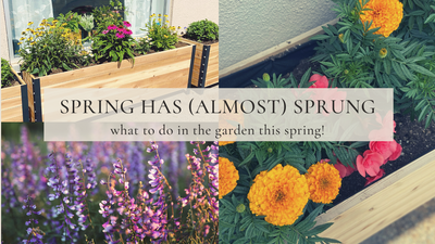 Spring Has (Almost) Sprung!