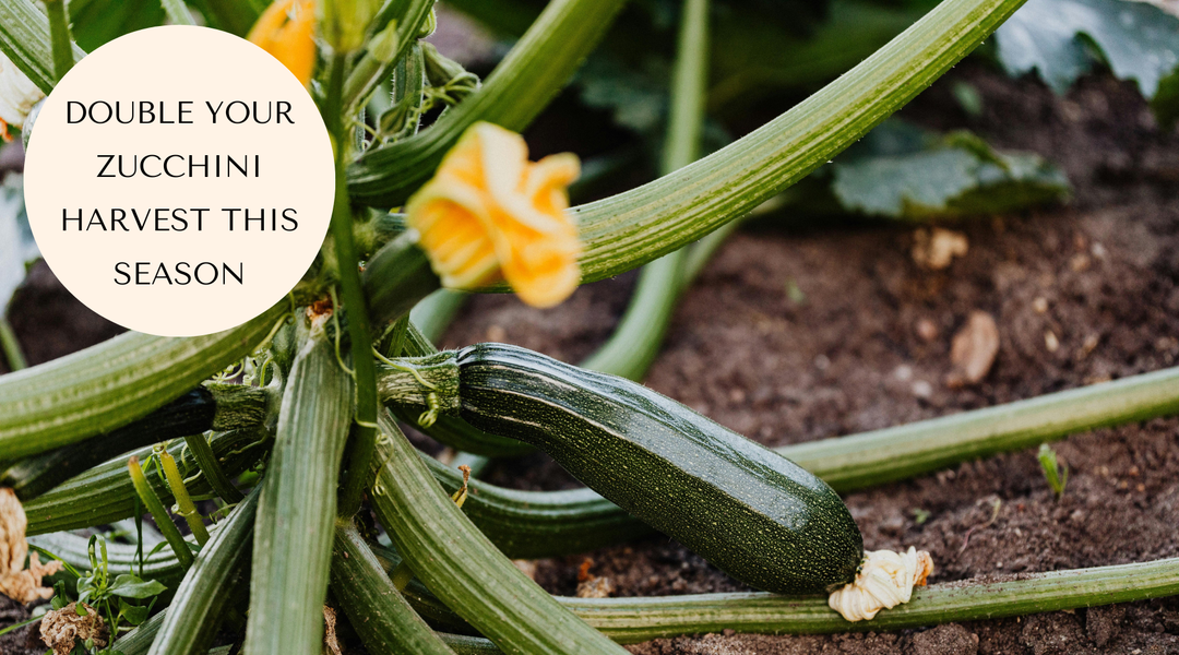 Why Isn't My Zucchini Producing More Fruit? A Canadian Guide