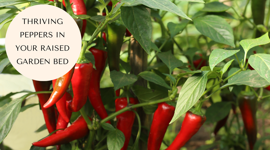 Growing Peppers in August: A Canadian Gardener's Checklist