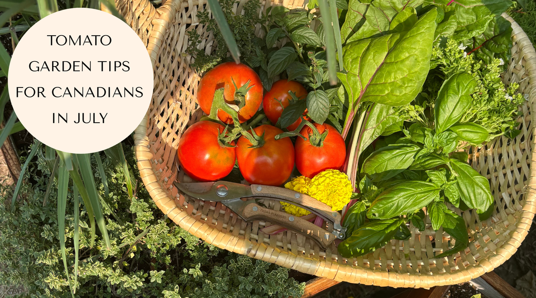 July Tomato Care Tips for Canadian Gardeners
