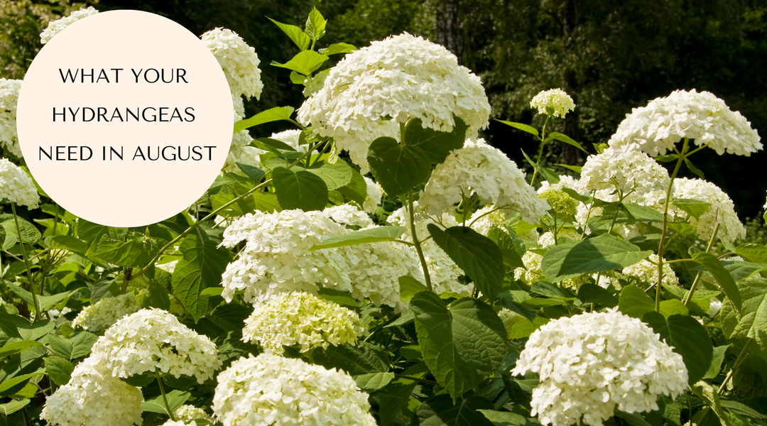 How to Help Your Hydrangea Survive August