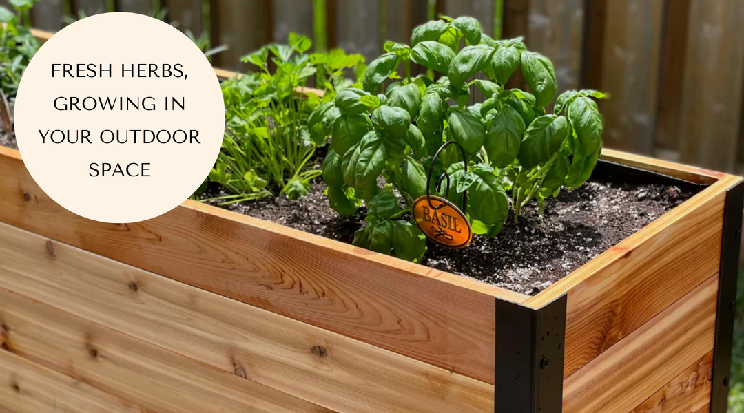 The Best Herbs to Grow in August Gardens in Canada