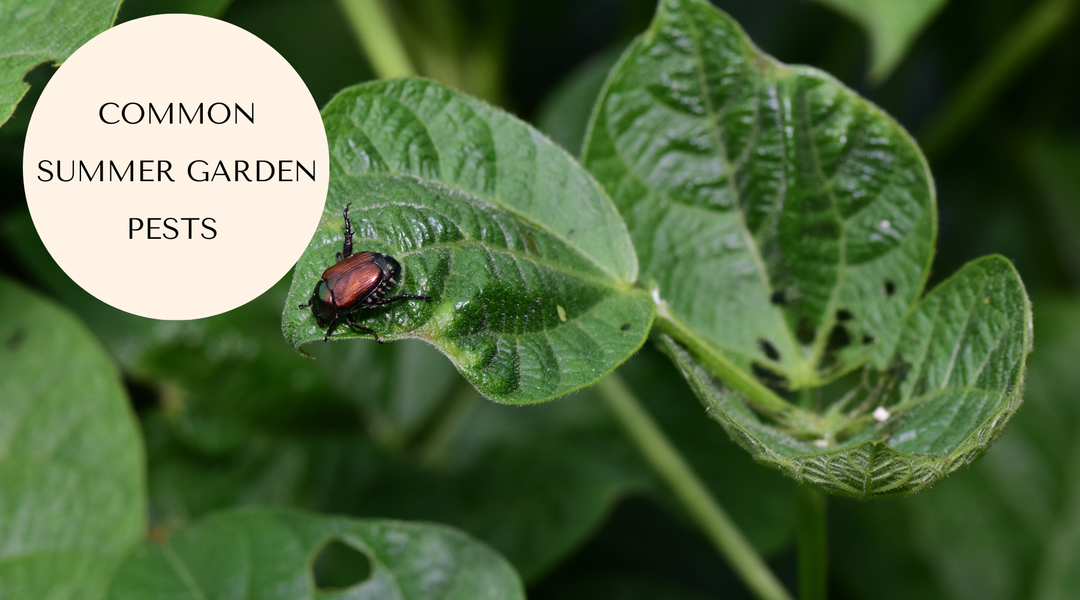 Common Summer Pests in Canadian Gardens