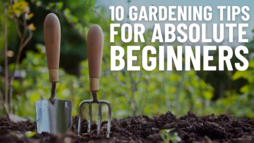 Gardening Tips For Beginners