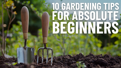 10 Gardening Tips For Absolute Beginners