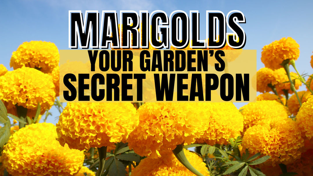beautiful yellow marigolds