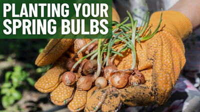 Planting Your Spring Bulbs In Canada