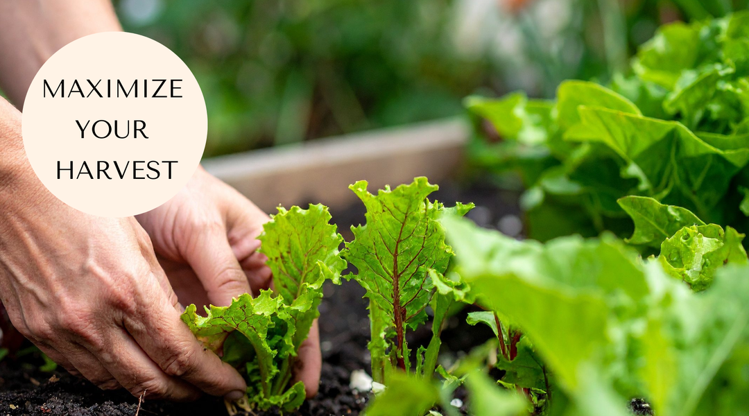 HANDS TOUCHING LETTUCE IN PLANTER