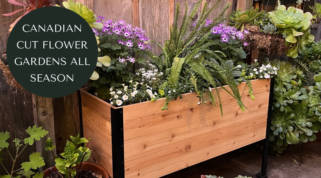 Can You Grow a Cut Flower Garden in a Raised Bed in Canada?