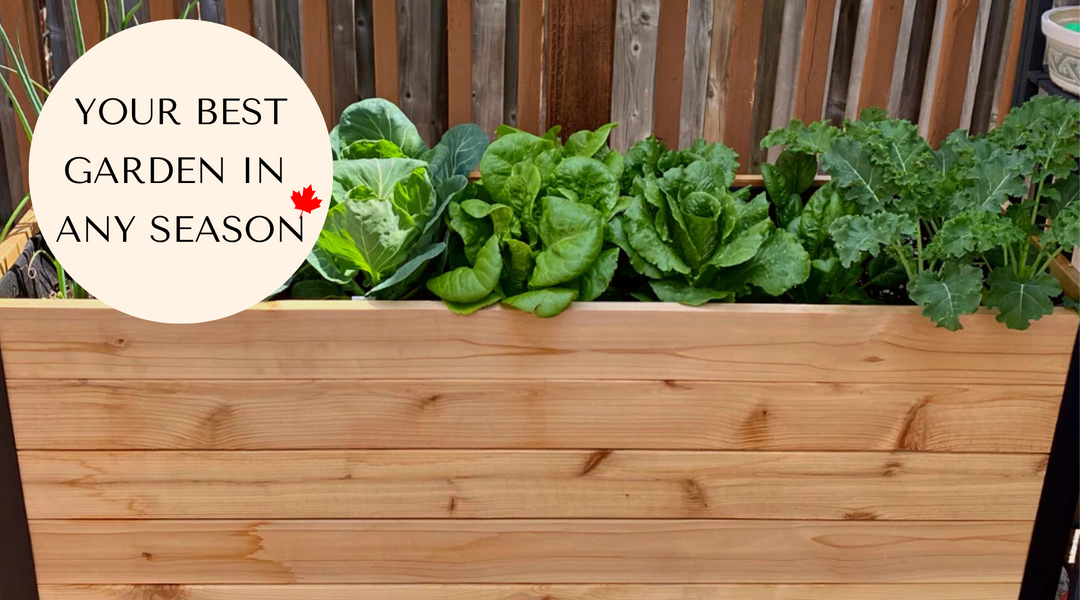 How to Grow a Full Raised Garden Harvest Every Season in Canada?