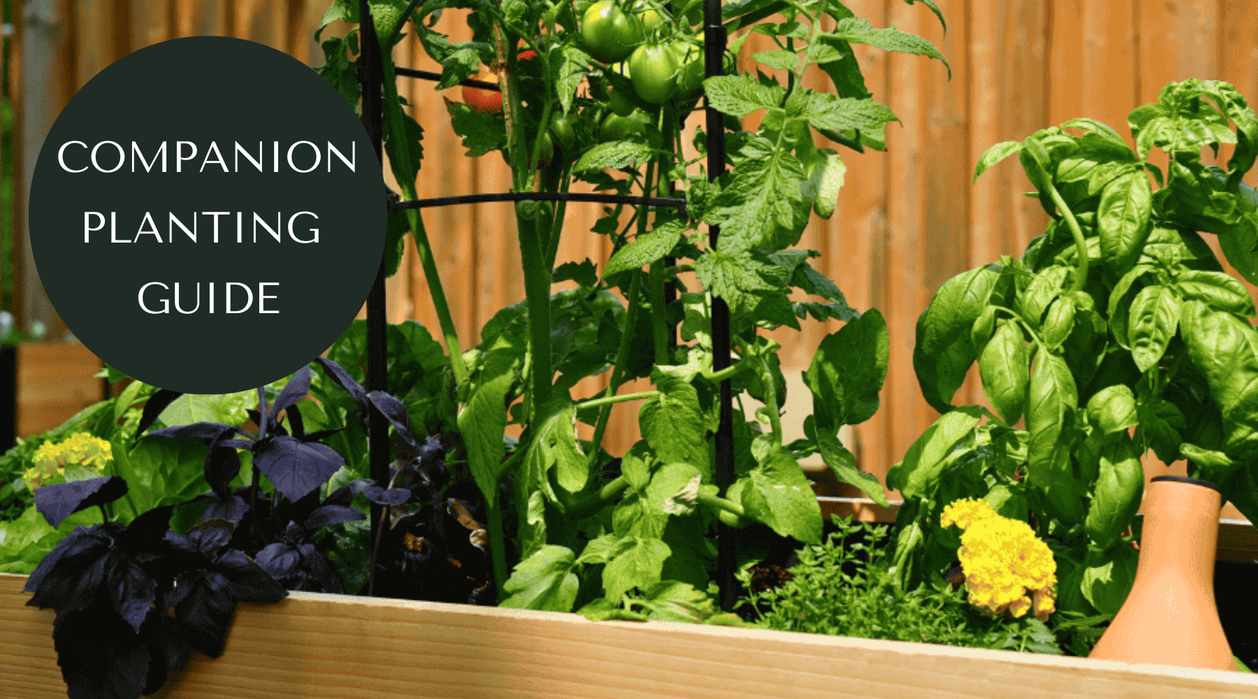 Companion Planting Guide for Canadian Gardens – Cedar Planters Canada