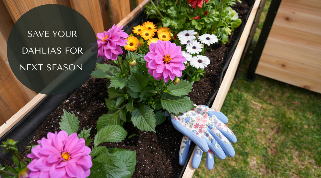 How to Overwinter Dahlia Tubers in Canada (Raised Bed Guide)