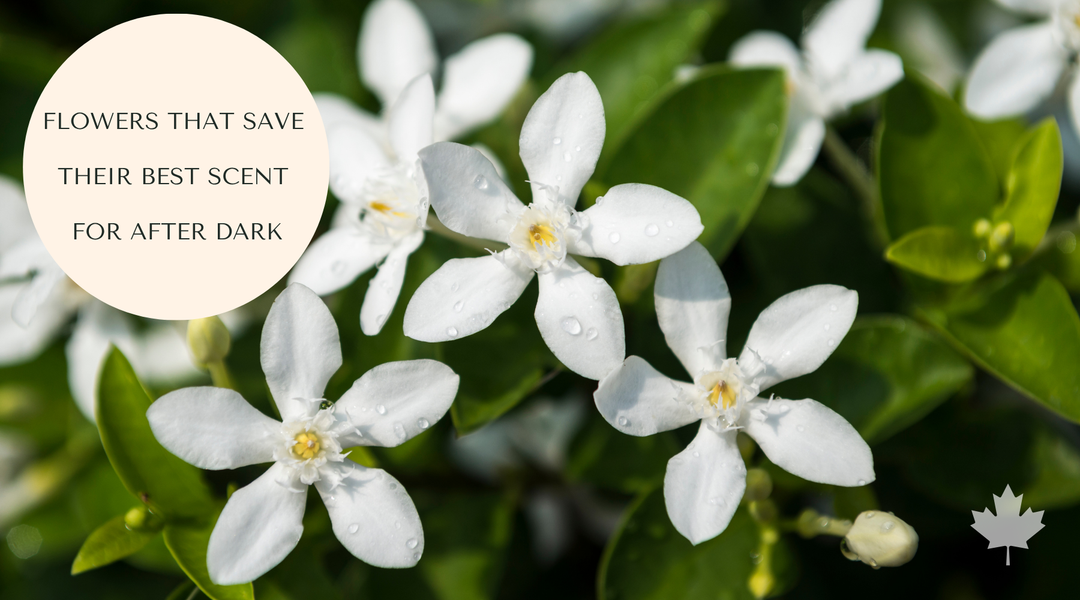Why Your Garden Smells Better After the Sun Goes Down