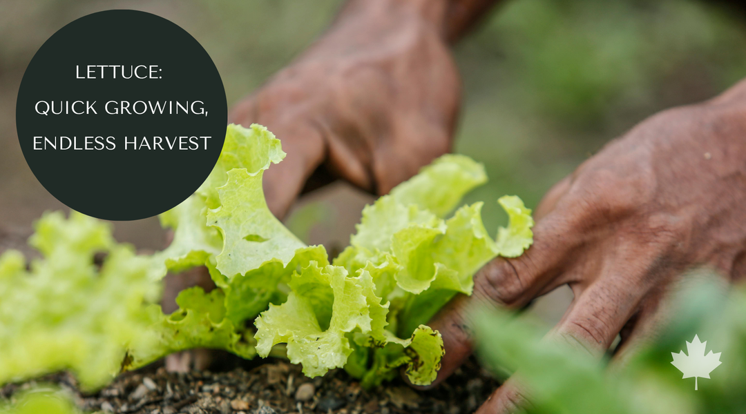 How to Grow Lettuce in a Raised Garden Bed (Easier Than You Think)