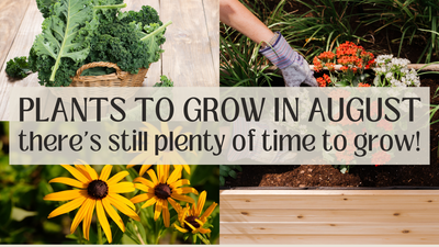 Plants to Grow in August