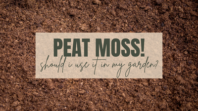 Should I Use Peat Moss in my Garden?
