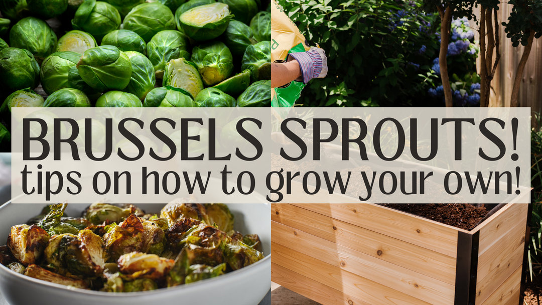 How to grow Brussel Sprouts in your raised garden bed