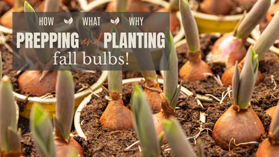 Prepping & Growing Fall Bulbs in your Raised Garden Bed