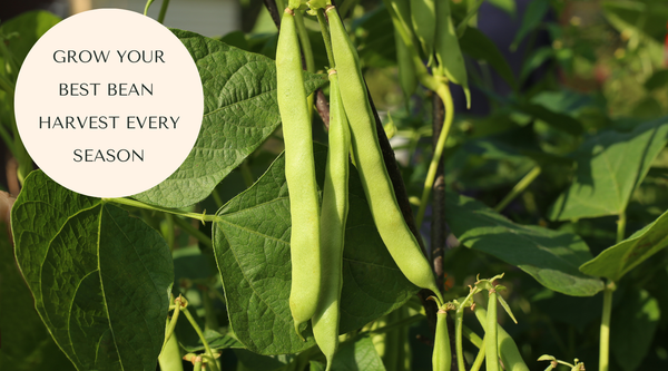 How to Grow Beans in a Raised Garden Bed