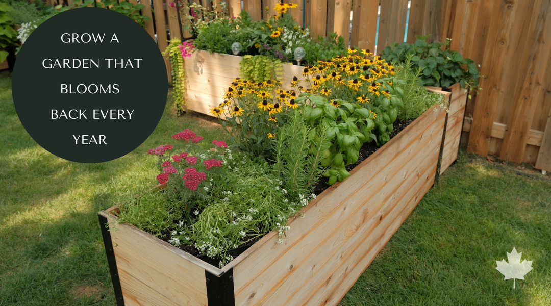 Grow a Garden That Keeps Coming Back: 5 Self-Spreading Flowers