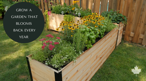 Grow a Garden That Keeps Coming Back: 5 Self-Spreading Flowers