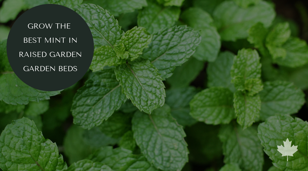 Growing Mint in Canada: How to Keep Thriving Through Winter