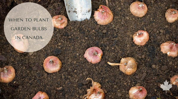 When to Plant Bulbs in Canada: Tulips, Garlic and More This Fall