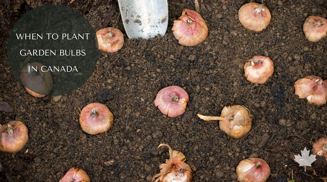 When to Plant Bulbs in Canada: Tulips, Garlic and More This Fall