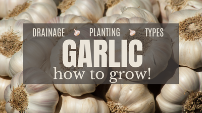 Growing Garlic in your Raised Garden Bed