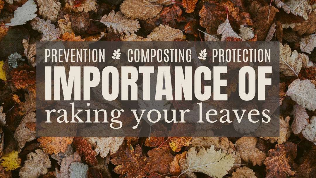 The Importance of Raking Leaves
