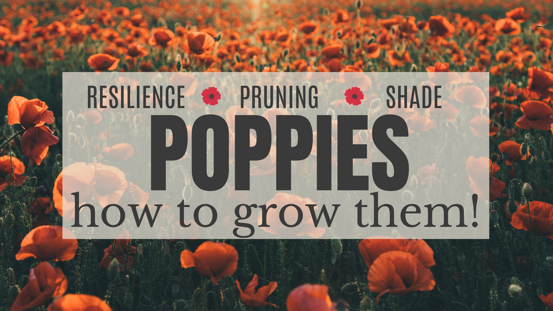 Growing Poppies in Honour of Remembrance Day
