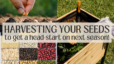 Save your seeds and save the day…or at least save yourself some time and money!