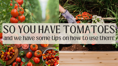 So you've grown 300,000 tomatoes...now what?