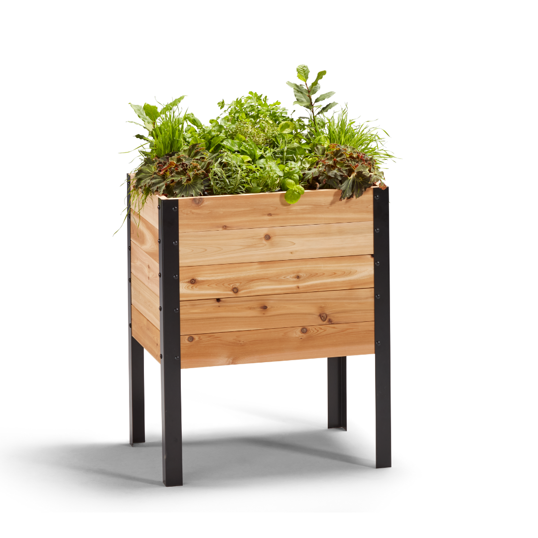 18-inch by 24-inch shallow root raised garden bed in Western Red Cedar with plants