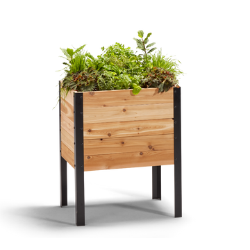 18-inch by 24-inch shallow root raised garden bed in Western Red Cedar with plants