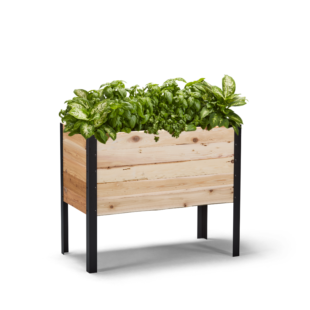 18-inch by 36-inch shallow root raised garden bed in Western Red Cedar with plants