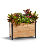 A wooden planter box measuring 18 inches wide by 36 inches long by 24 inches tall, filled with various plants and greenery.