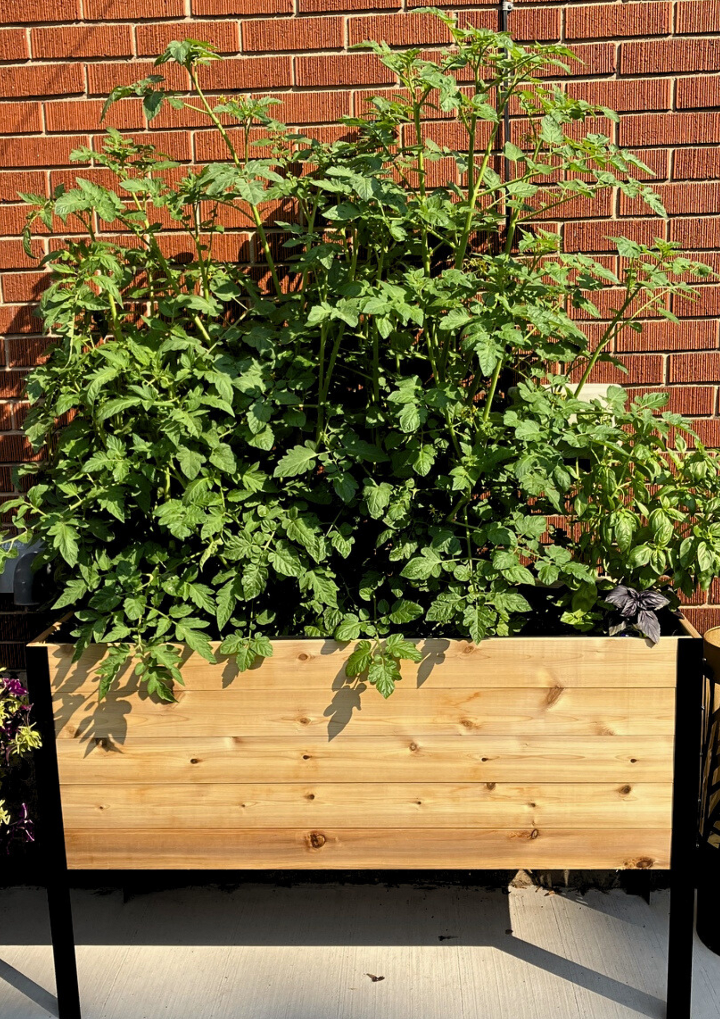 E-book: Tomato planting guide