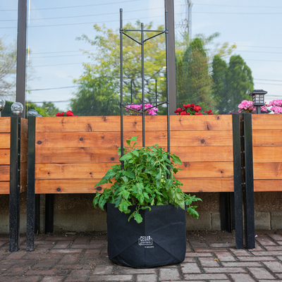 Veggie Grow Duo