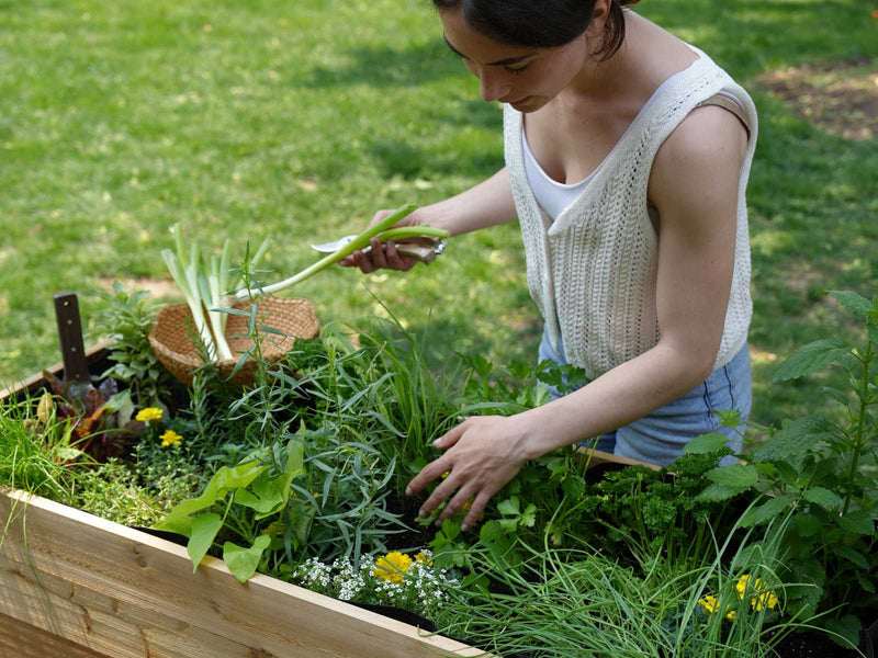 The Easiest Way to Get into Gardening