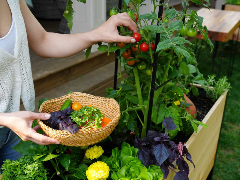 The Easiest Way to Get into Gardening