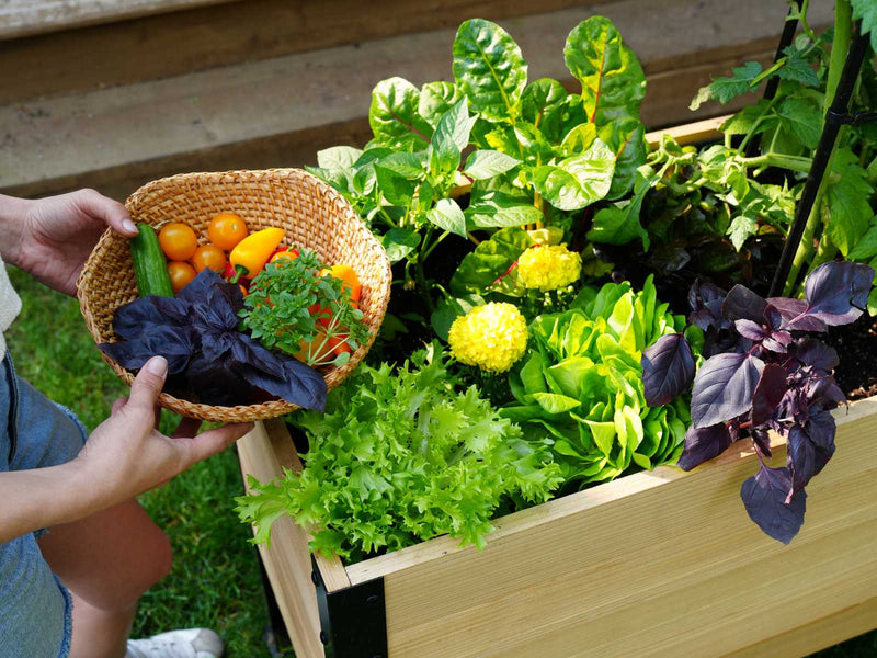 The Easiest Way to Get into Gardening