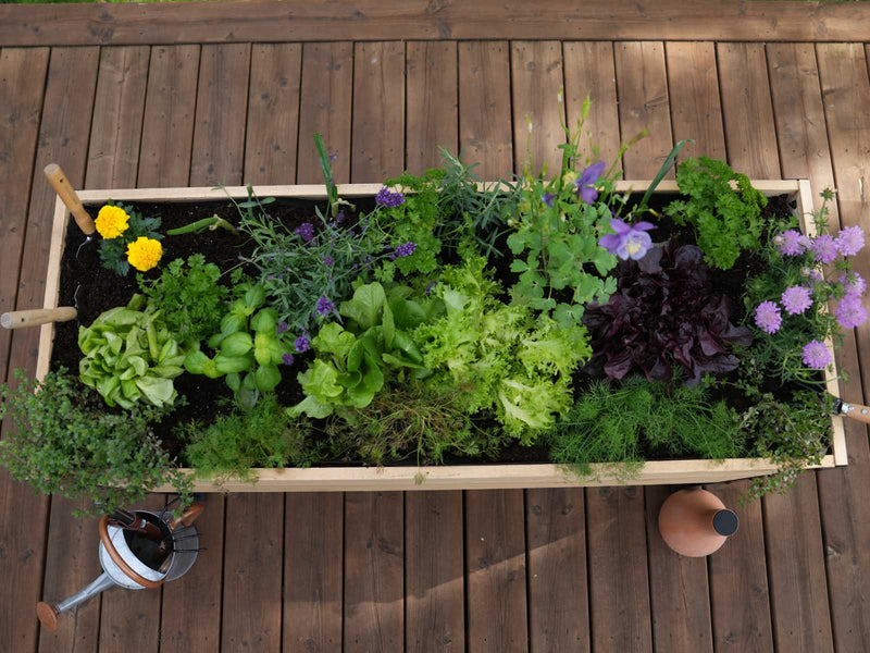 The Easiest Way to Get into Gardening