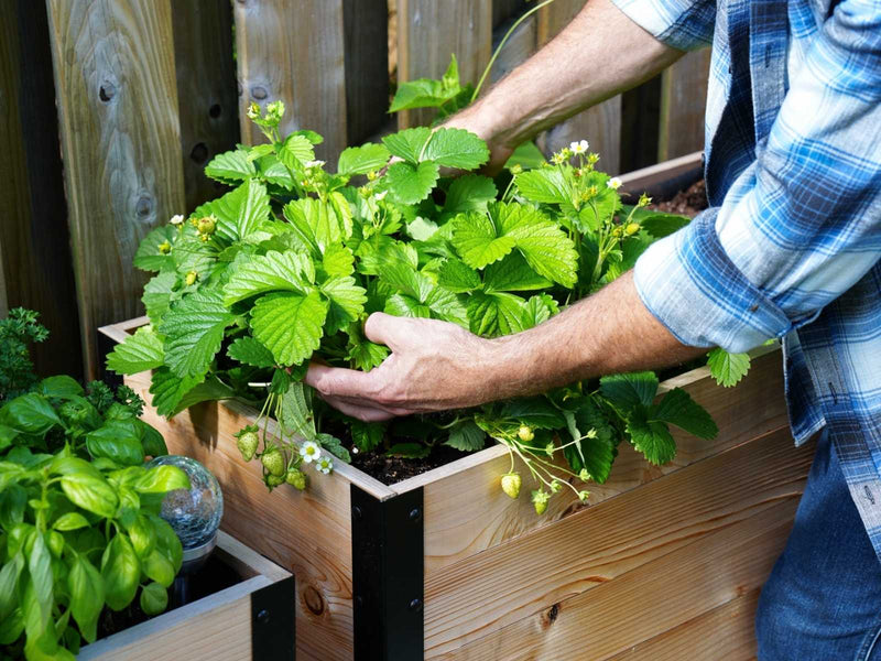 Gardening without the back & joint pain!