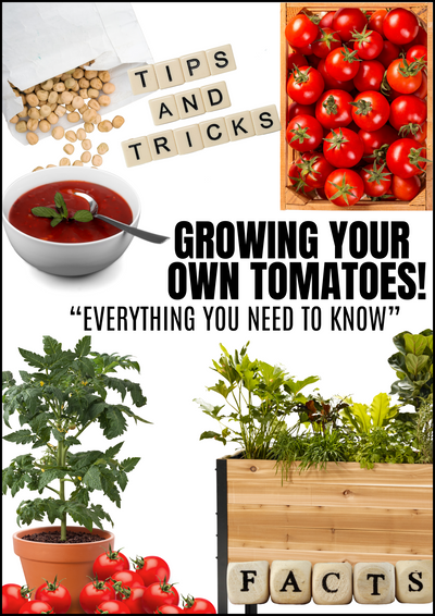 E-book: Tomato planting guide